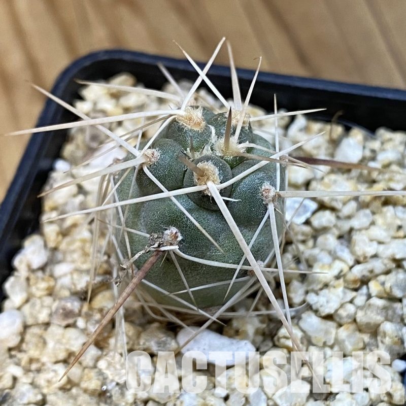 SH32088 Tephrocactus fiambalensis, seedling