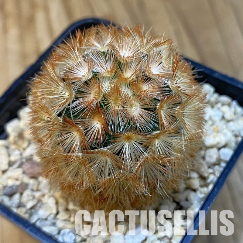 SH32089 Mammillaria carmenae hybrid