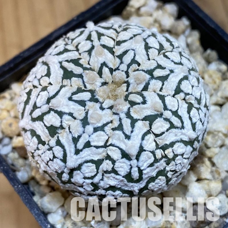 SH32075 Astrophytum asterias ‘Super Kabuto’ V-type