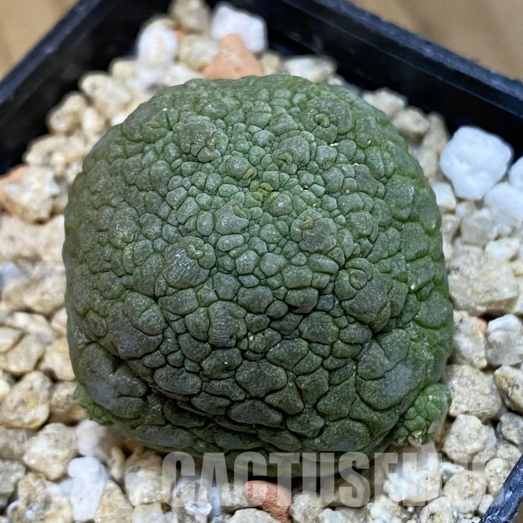 SH32090 Pseudolithos migiurtinus