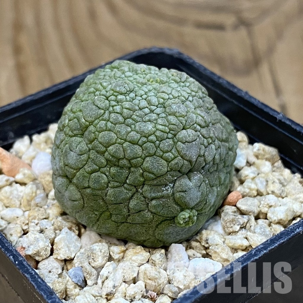 SH32090 Pseudolithos migiurtinus - Image 2
