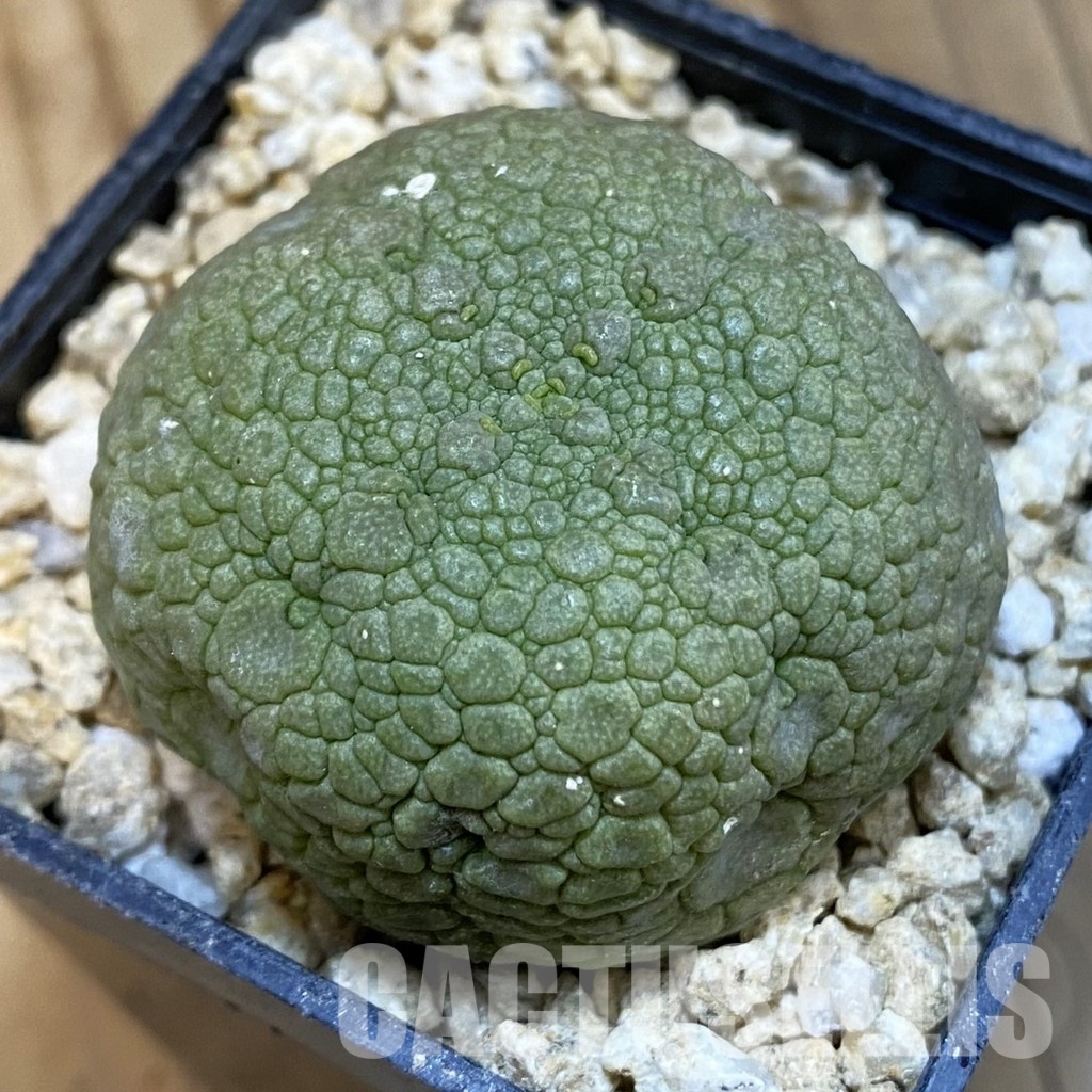 SH32091 Pseudolithos migiurtinus