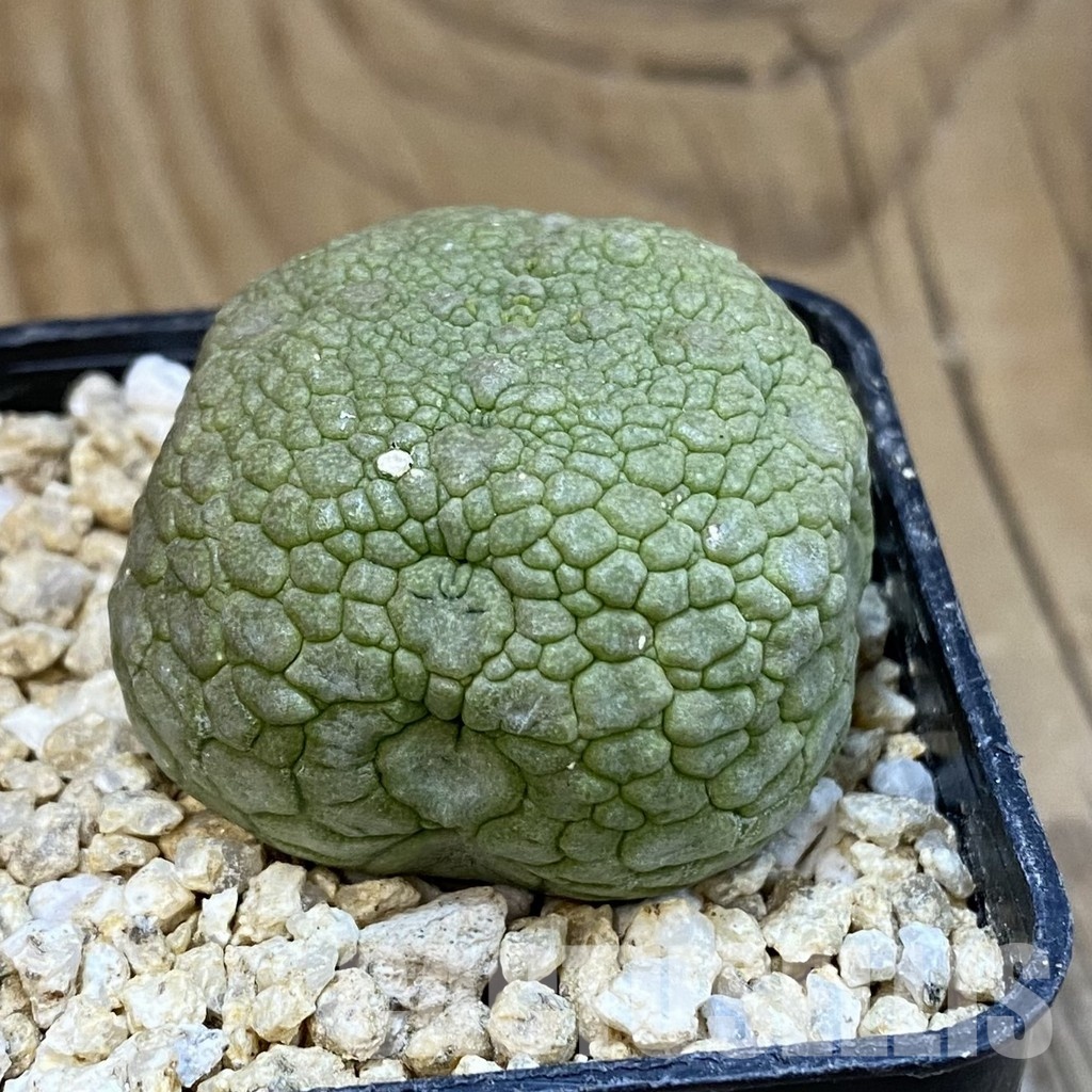 SH32091 Pseudolithos migiurtinus - Image 2