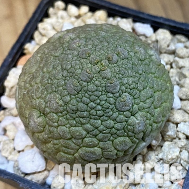 SH32092 Pseudolithos migiurtinus