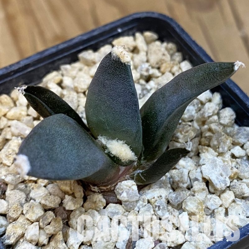 SH32093 Ariocarpus retusus ‘Three Finger’, own roots seedling