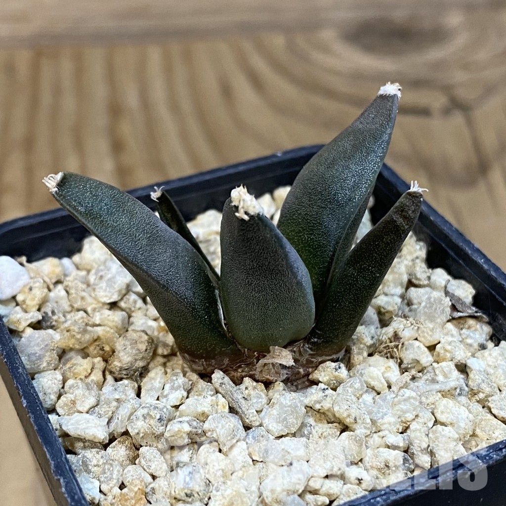 SH32093 Ariocarpus retusus ‘Three Finger’, own roots seedling - Imagen 2