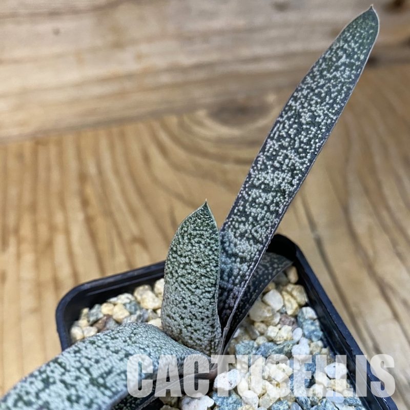 SH32094 Gasteria baylissiana