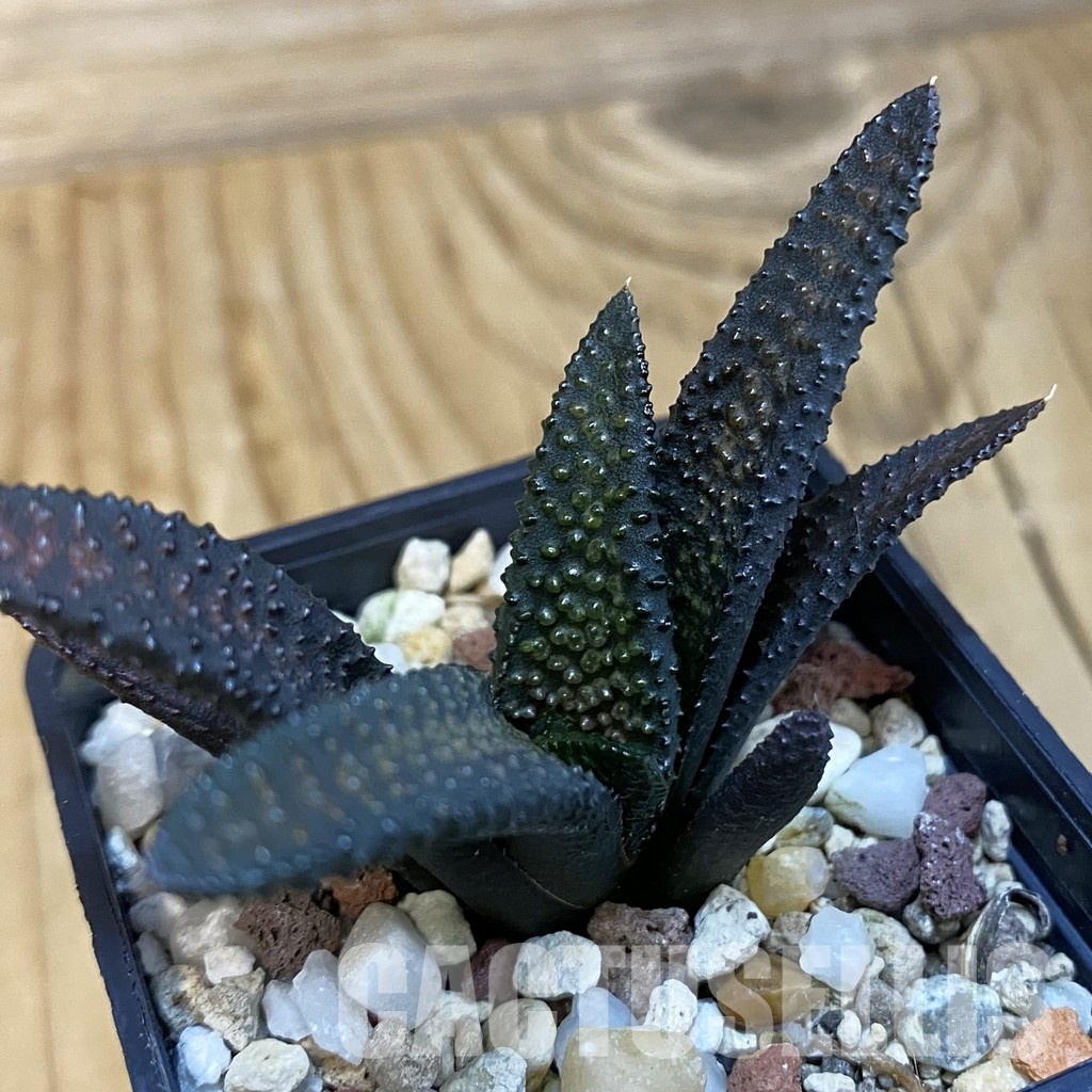 SH32097 Haworthia scabra x koelmaniorum