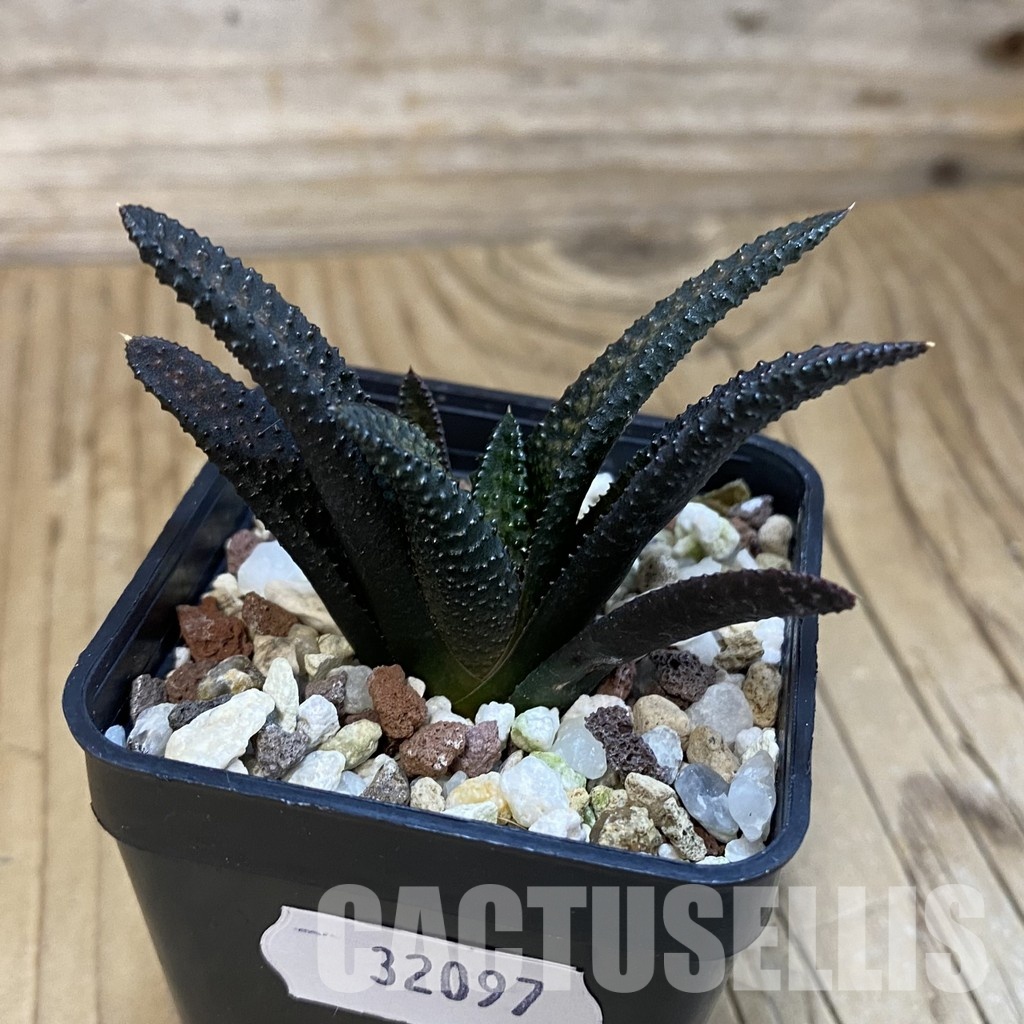 SH32097 Haworthia scabra x koelmaniorum - Imagen 2