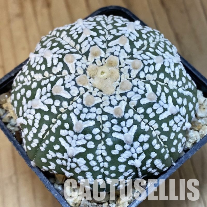 SH32076 Astrophytum asterias ‘Super Kabuto’’Star Shape’ V-type