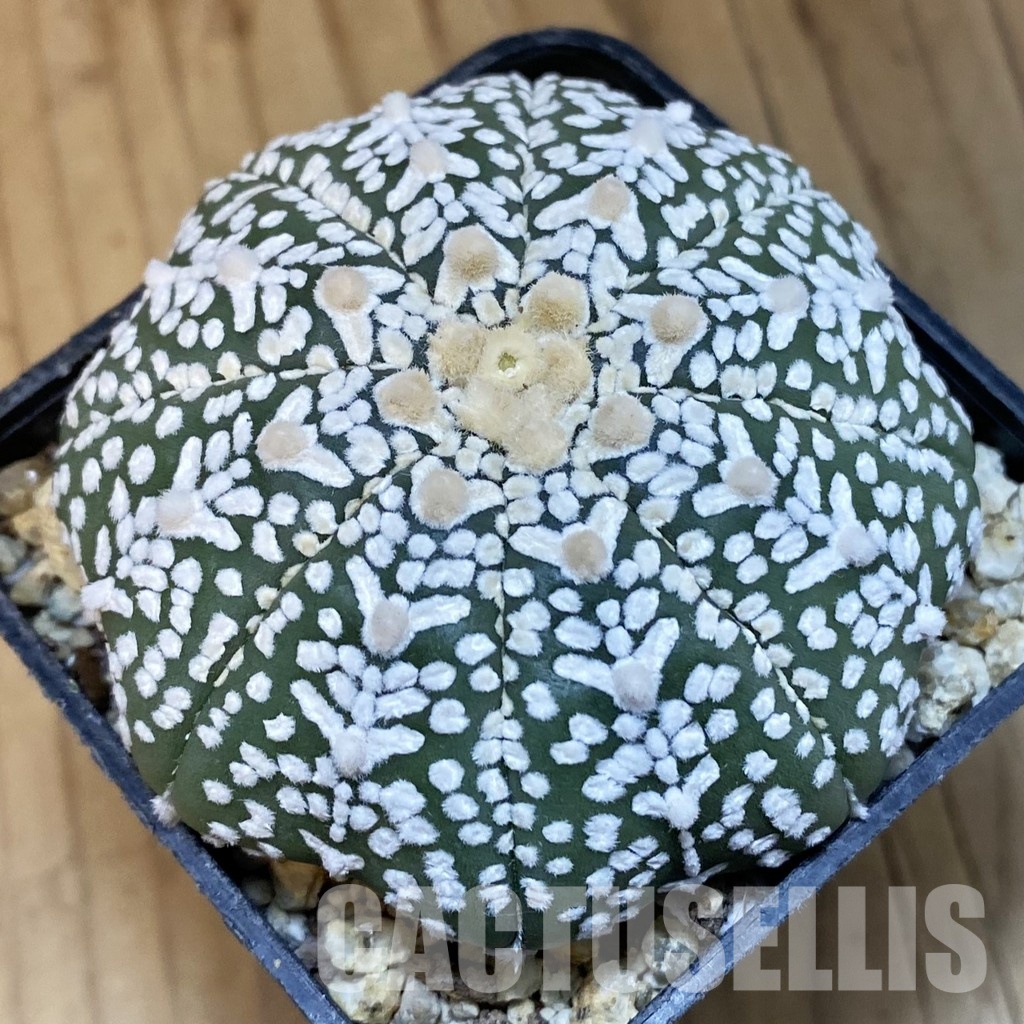 SH32076 Astrophytum asterias ‘Super Kabuto’’Star Shape’ V-type