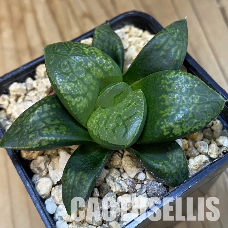 SH32100 Haworthia comptoniana 'Kamen Butokai'