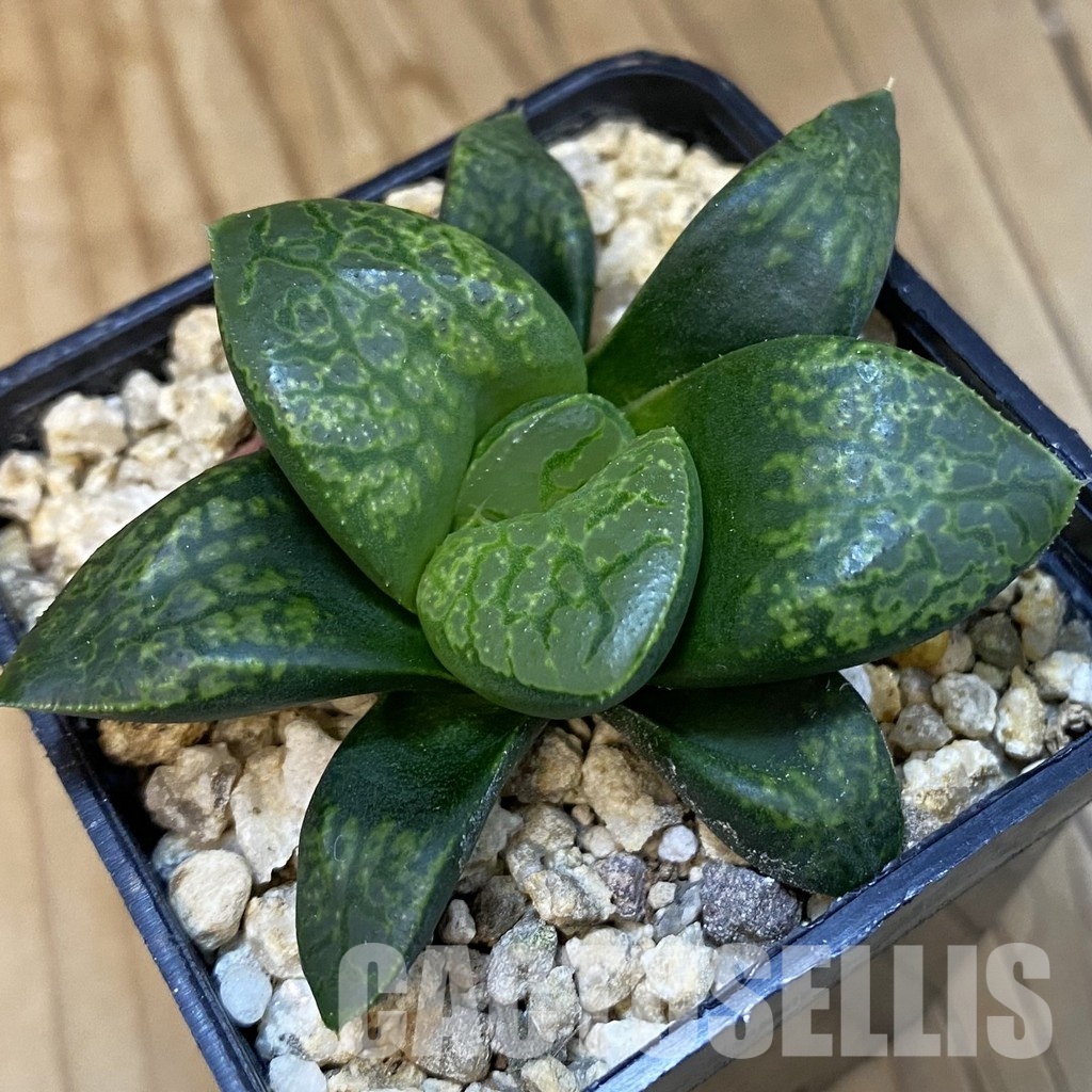 SH32100 Haworthia comptoniana 'Kamen Butokai'
