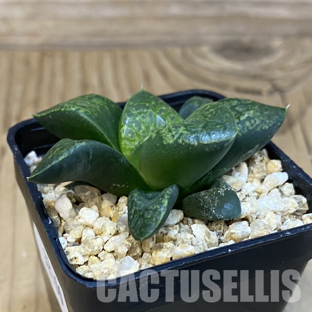 SH32100 Haworthia comptoniana 'Kamen Butokai' - Imagen 2