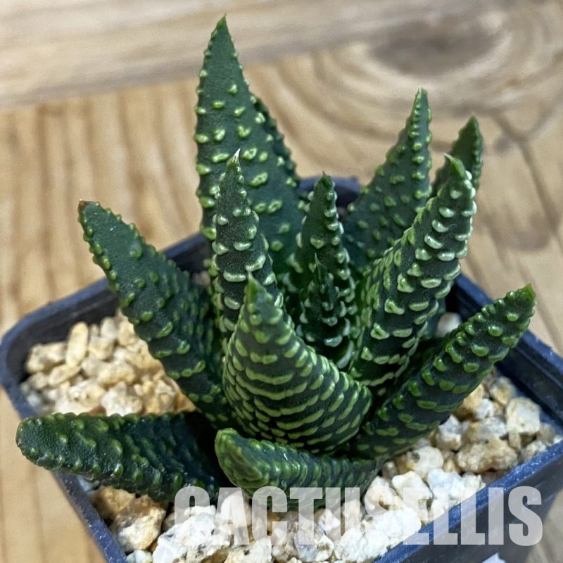 SH32101 Haworthia pumila SH