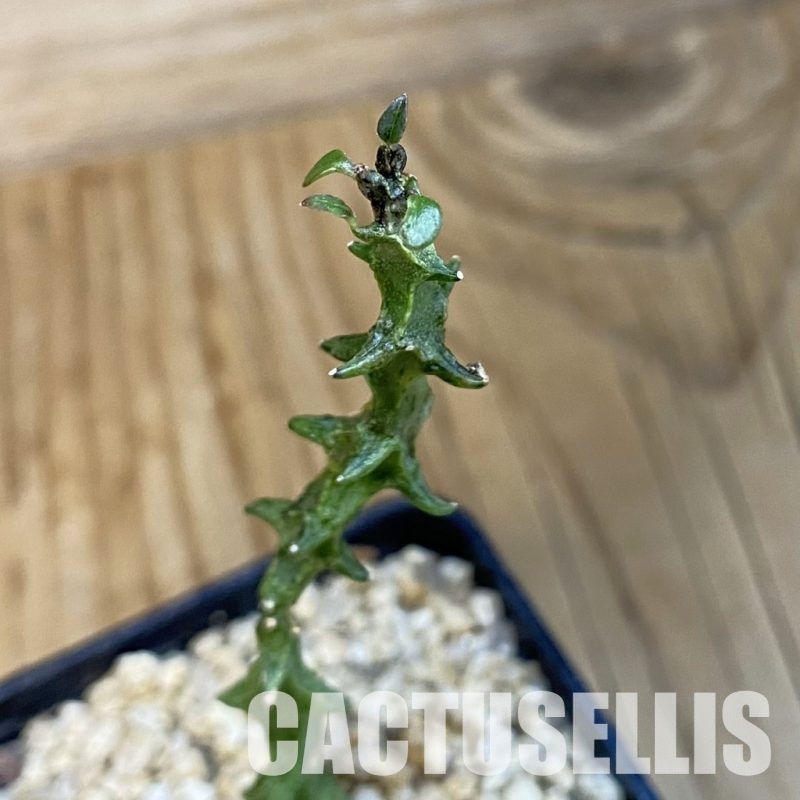 SH32102 Ceropegia simoneae ‘Green Form’