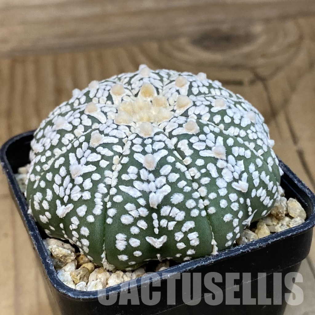 SH32076 Astrophytum asterias ‘Super Kabuto’’Star Shape’ V-type - Imagen 2