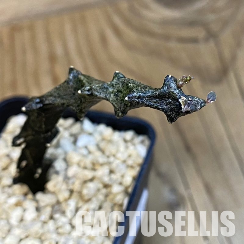 SH32103 Ceropegia bosseri