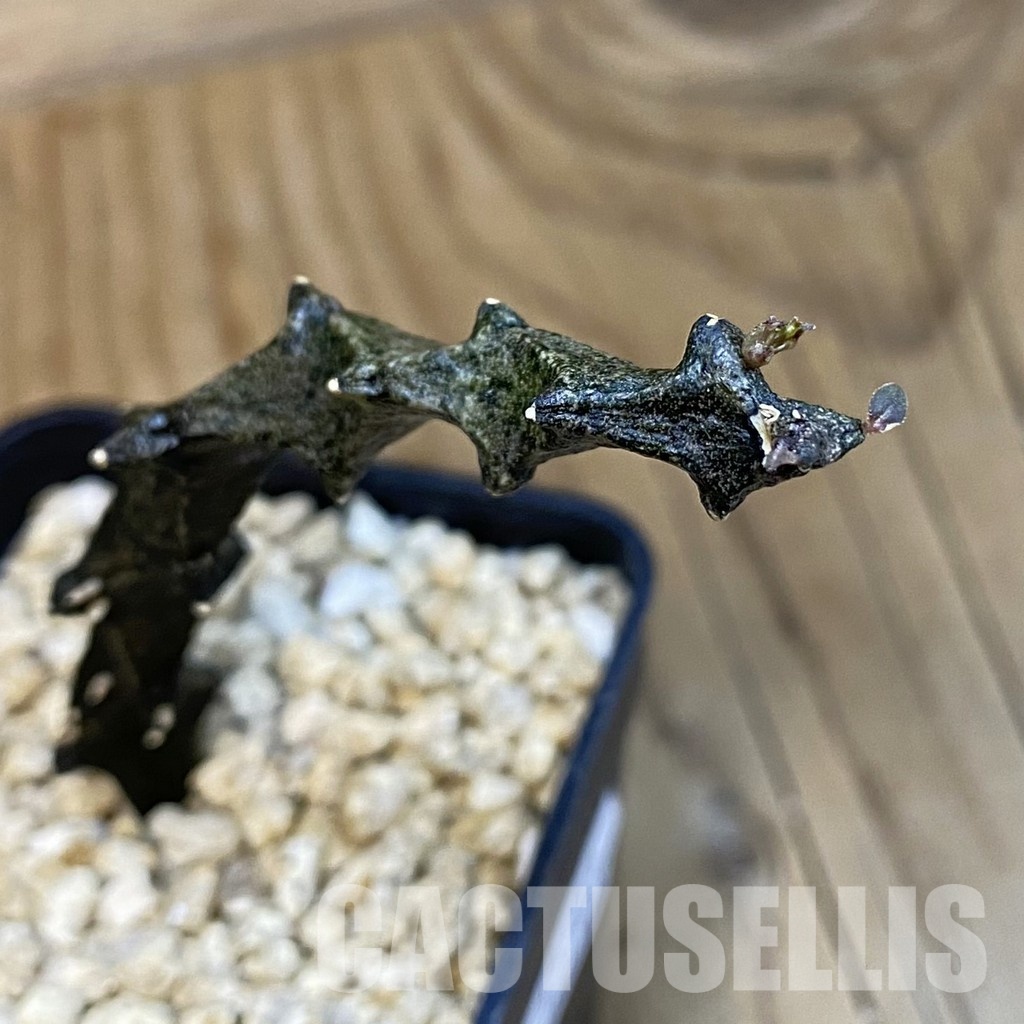 SH32103 Ceropegia bosseri