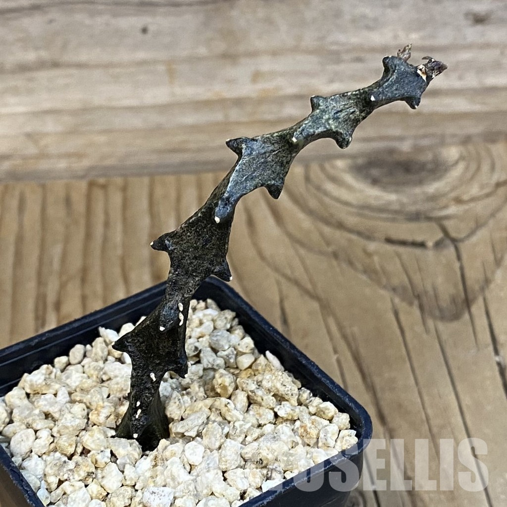 SH32103 Ceropegia bosseri - Imagen 2