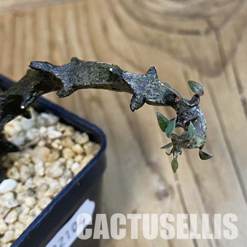 SH32104 Ceropegia bosseri