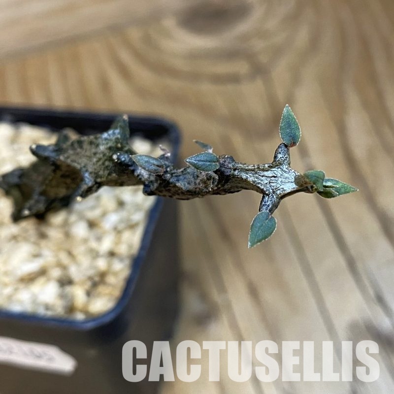 SH32105 Ceropegia bosseri