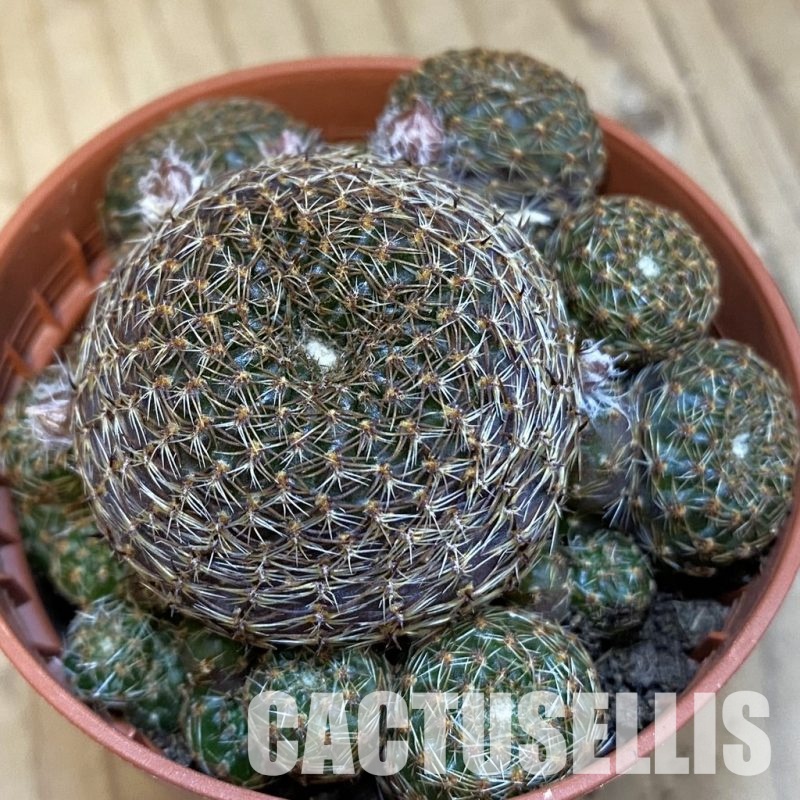 SH32191 Rebutia heliosa v. condorensis