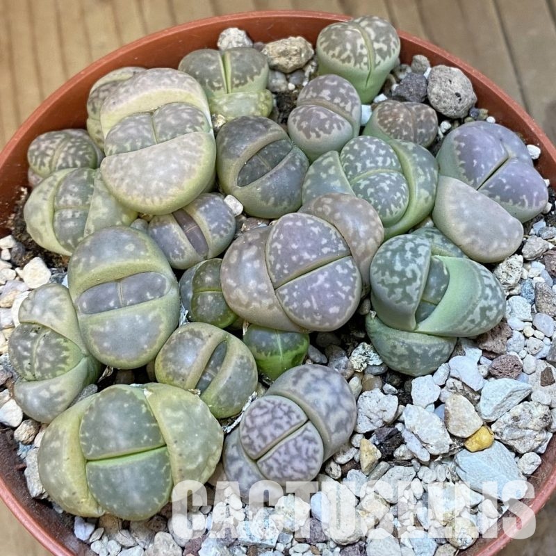 SH32158 Lithops marmorata mix