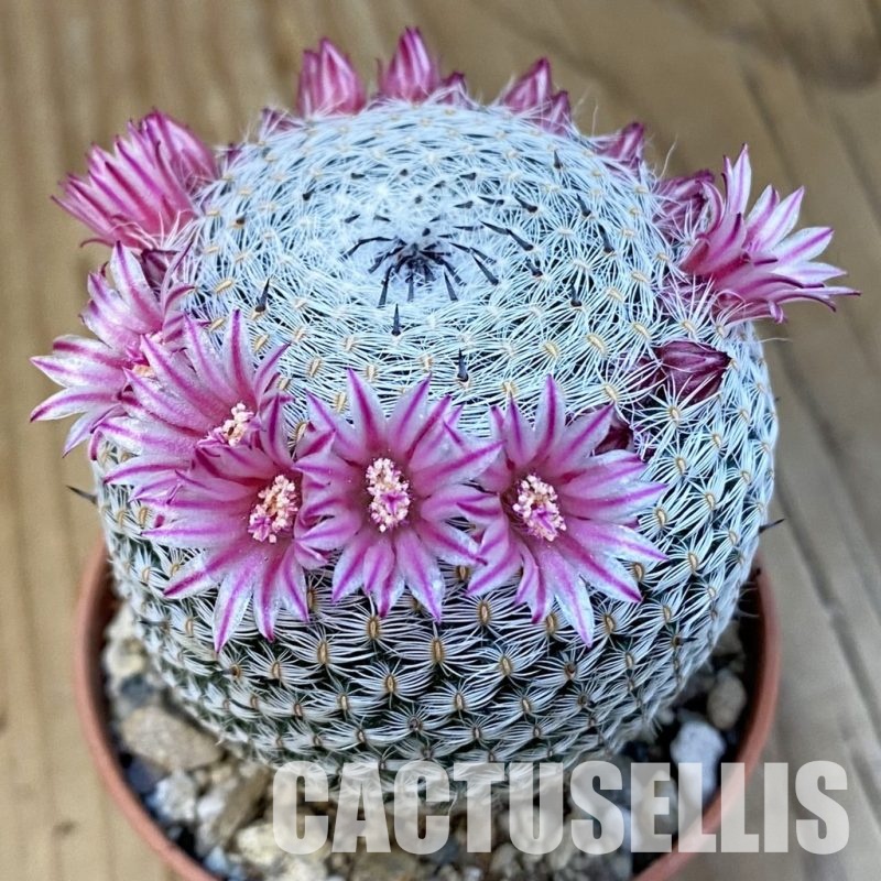 SH32193 Mammillaria microthele v. superfina