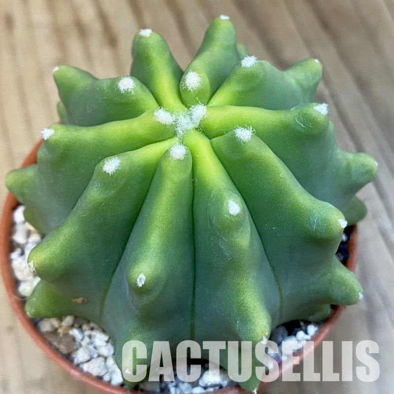 SH32194 Ferocactus glaucescens f. inermis