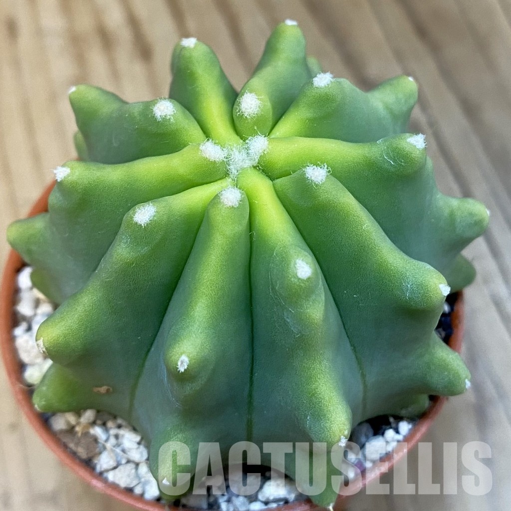 SH32194 Ferocactus glaucescens f. inermis