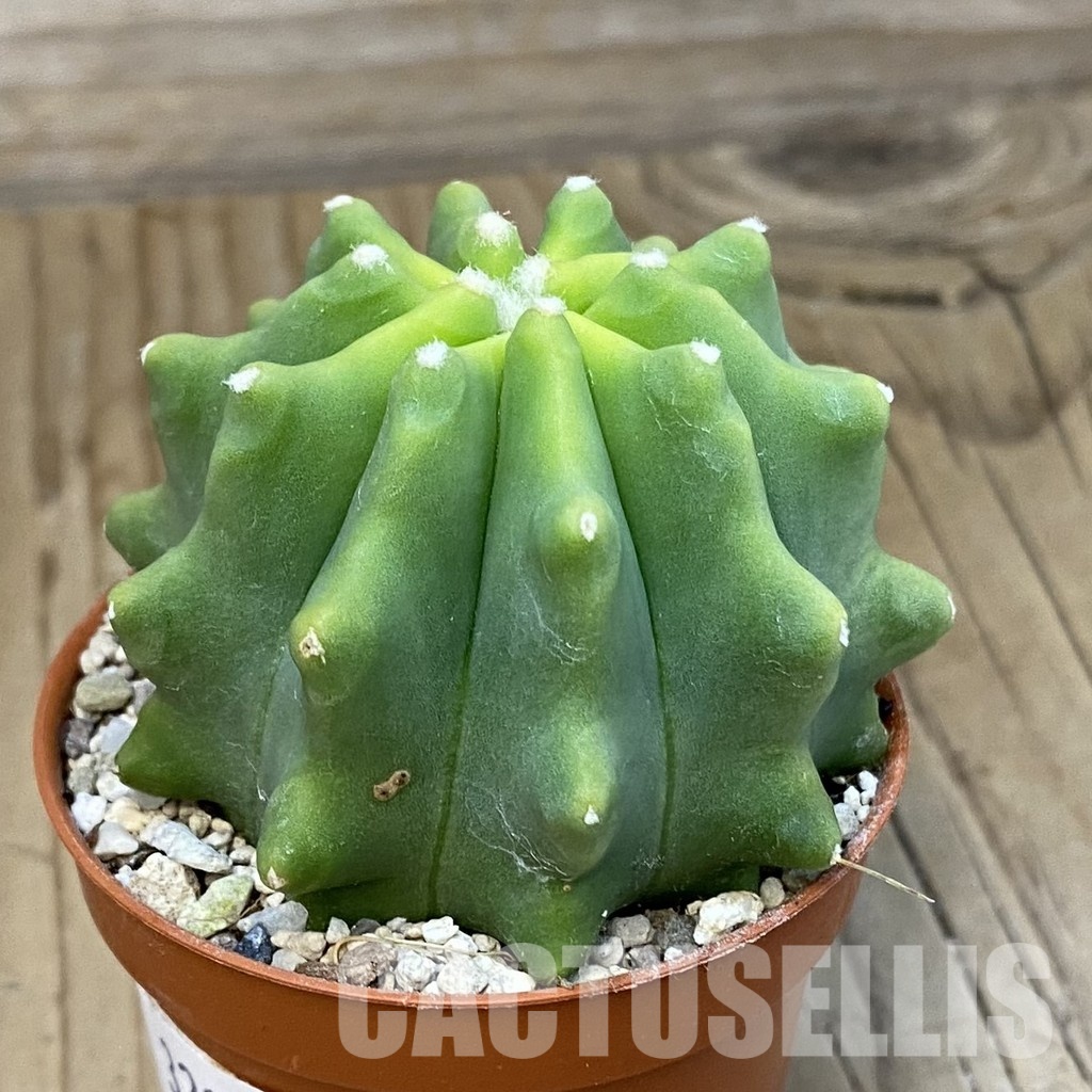 SH32194 Ferocactus glaucescens f. inermis - Obrázek 2