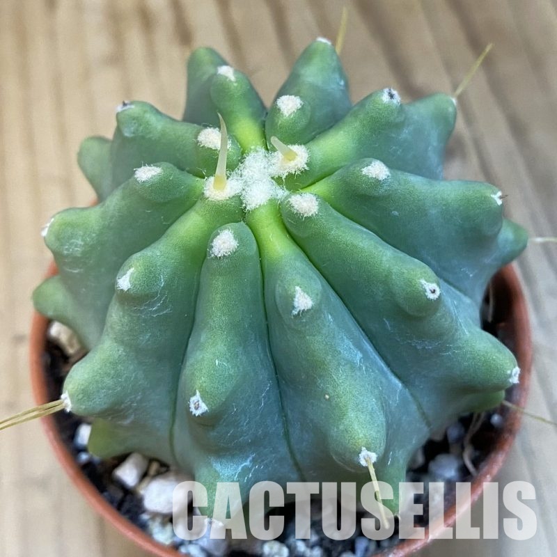 SH32195 Ferocactus glaucescens f. inermis