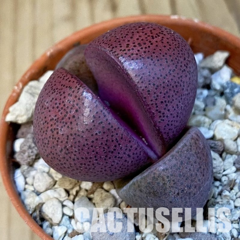 SH32198 Pleiospilos nelii 'Royal Flush'
