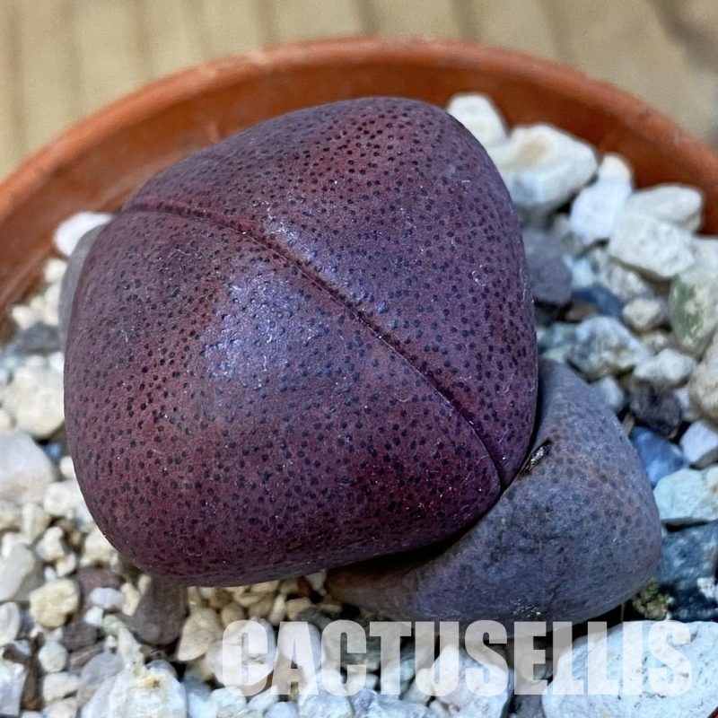 SH32199 Pleiospilos nelii 'Royal Flush'