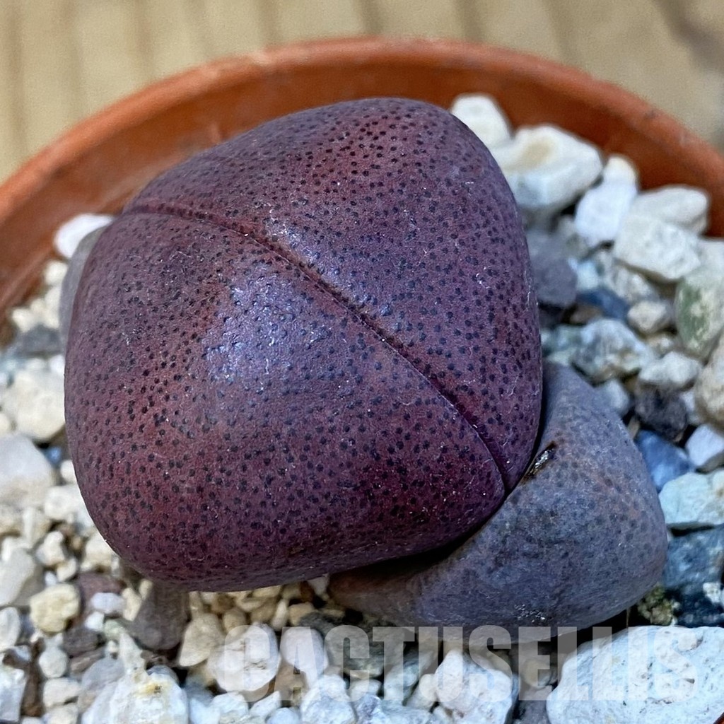 SH32199 Pleiospilos nelii 'Royal Flush'