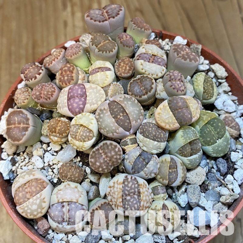 SH32159 Lithops julii mix