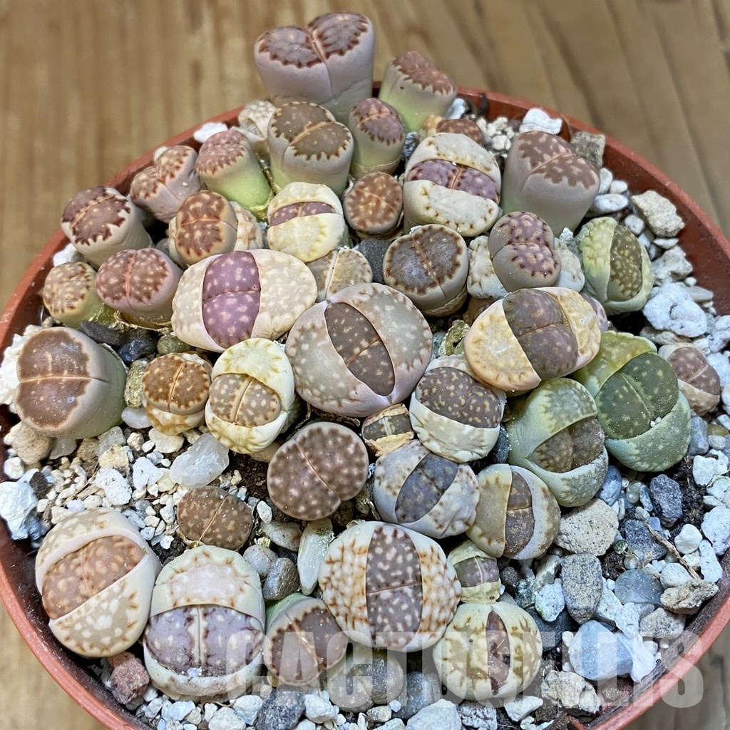 SH32159 Lithops julii mix