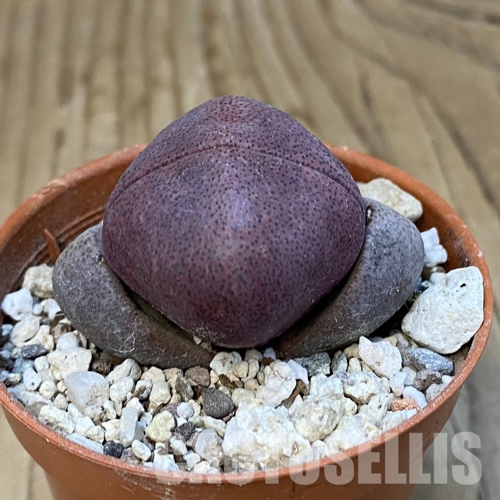 SH32199 Pleiospilos nelii 'Royal Flush' - Obrázek 2