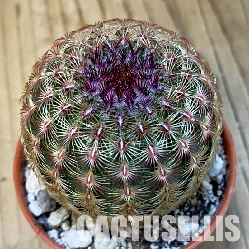 SH32200 Echinocereus rigidissimus v. rubispinus