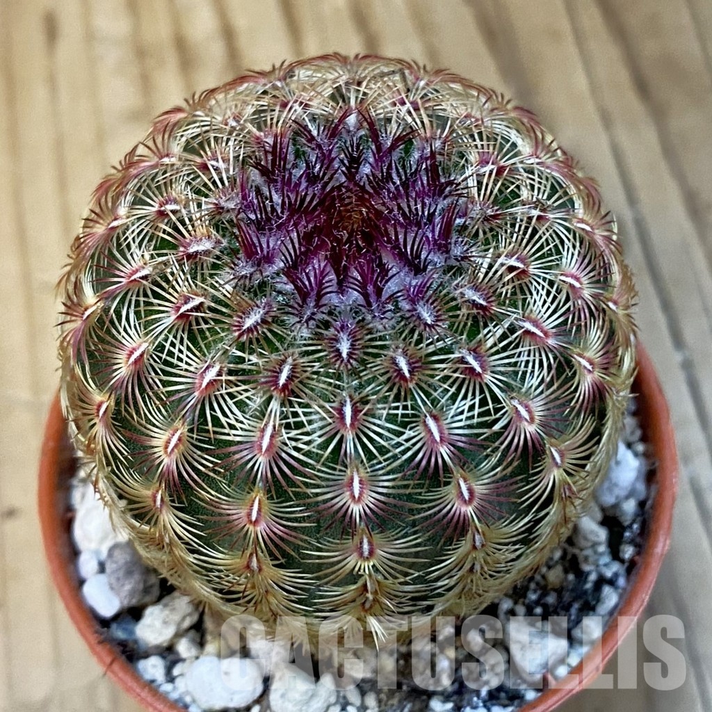 SH32200 Echinocereus rigidissimus v. rubispinus
