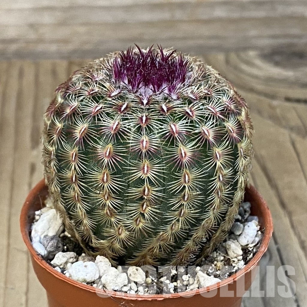 SH32200 Echinocereus rigidissimus v. rubispinus - Obrázek 2