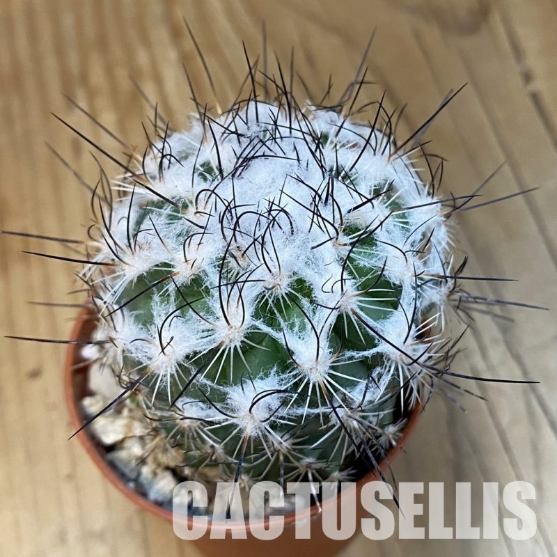 SH32203 Turbinicarpus saueri