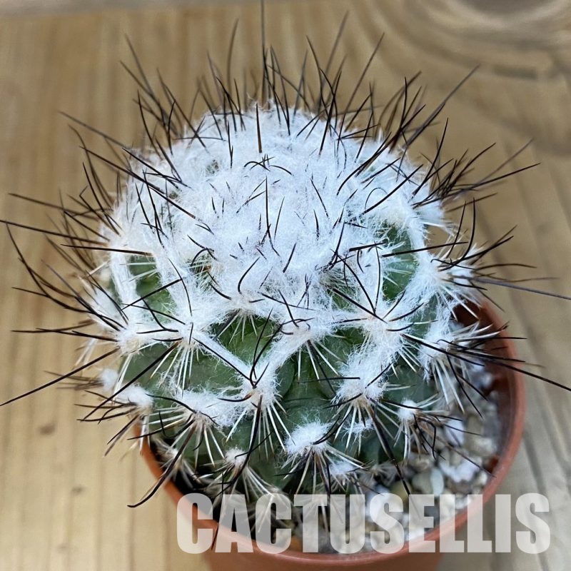 SH32204 Turbinicarpus saueri