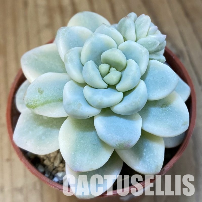 SH32205 Sedum clavatum f. variegata