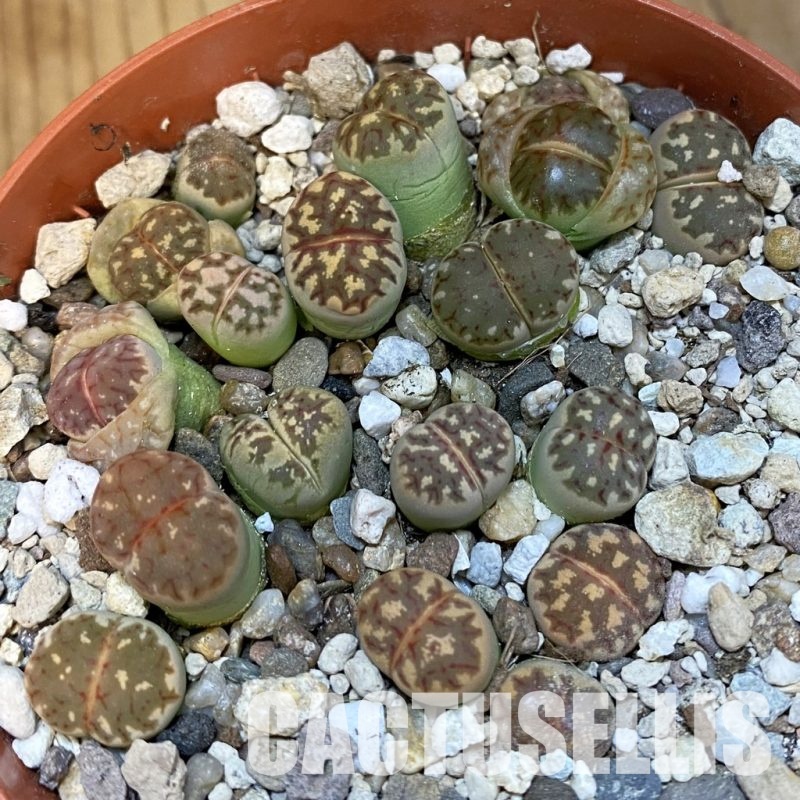 SH32160 Lithops dorotheae mix