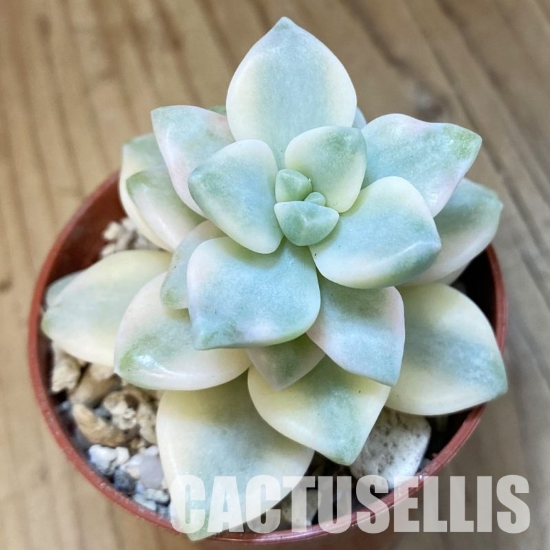 SH32206 Graptoveria ‘Titubans’ f. variegata