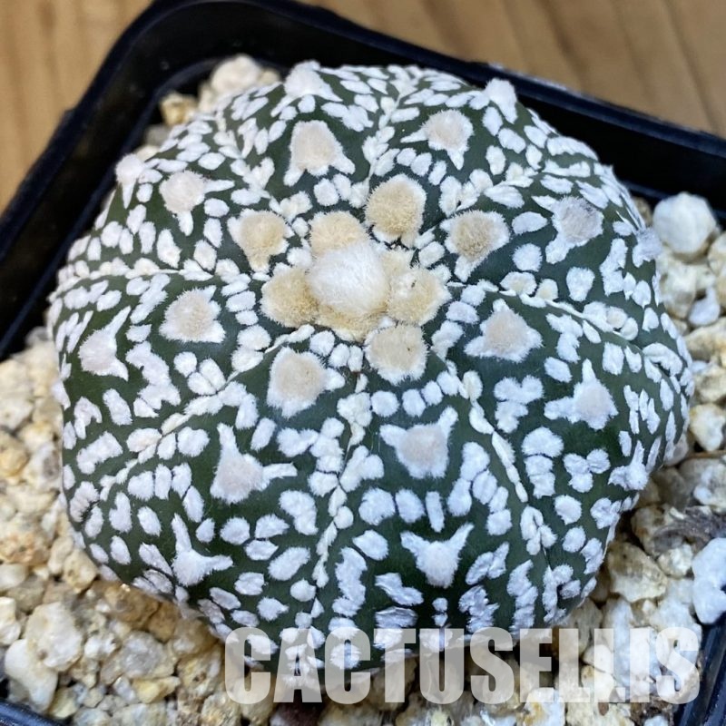 SH32207 Astrophytum asterias ‘Super Kabuto’’Star Shape’ V-type