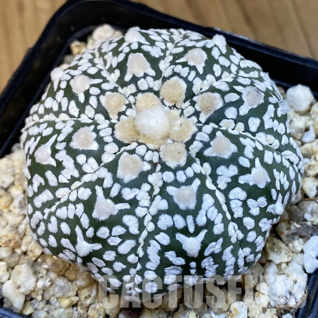 SH32207 Astrophytum asterias ‘Super Kabuto’’Star Shape’ V-type