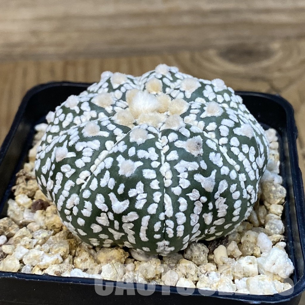 SH32207 Astrophytum asterias ‘Super Kabuto’’Star Shape’ V-type - immagine 2